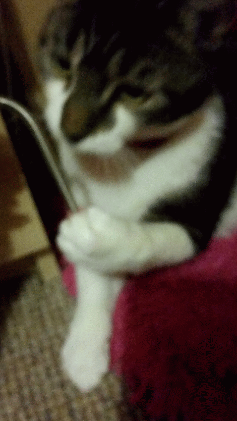 bella & bear hair removal cat 